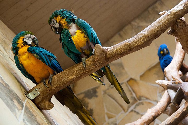 Ingolstadt - Zoo Wasserstern